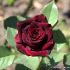 Black Baccara